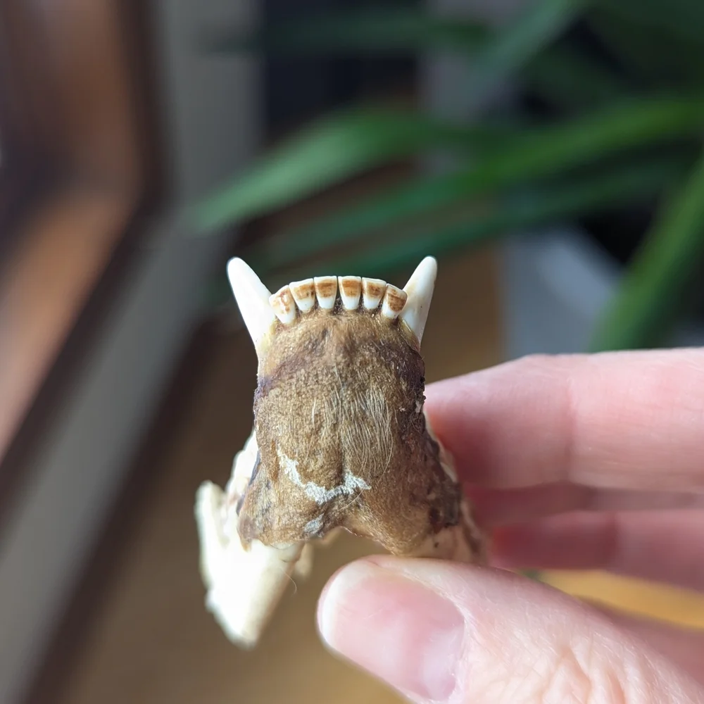 Lower Jawbone of Animal - Small, Possibly Raccoon, Oddity, Skeleton - Picture 7 of 12